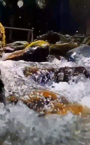 showtalent/gifs/60aeacb0bc67a1604183344.jpg